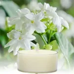 Usage Scenarios for Jasmine-Scented Tea Light Candles