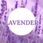 Lavender-scented tea light candle setting